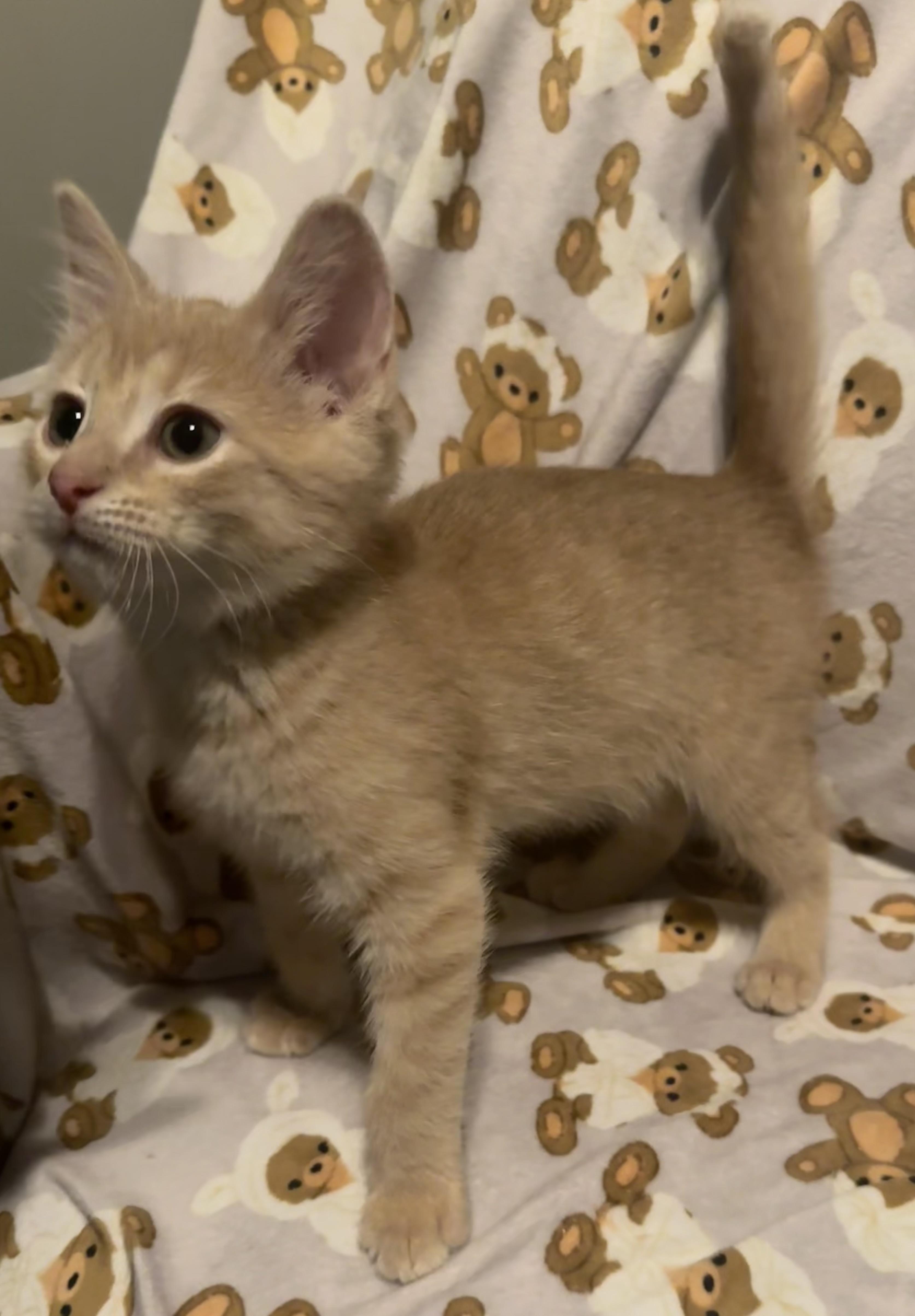 Toonces, an adopted Tabby in Saginaw, MI image 4/4