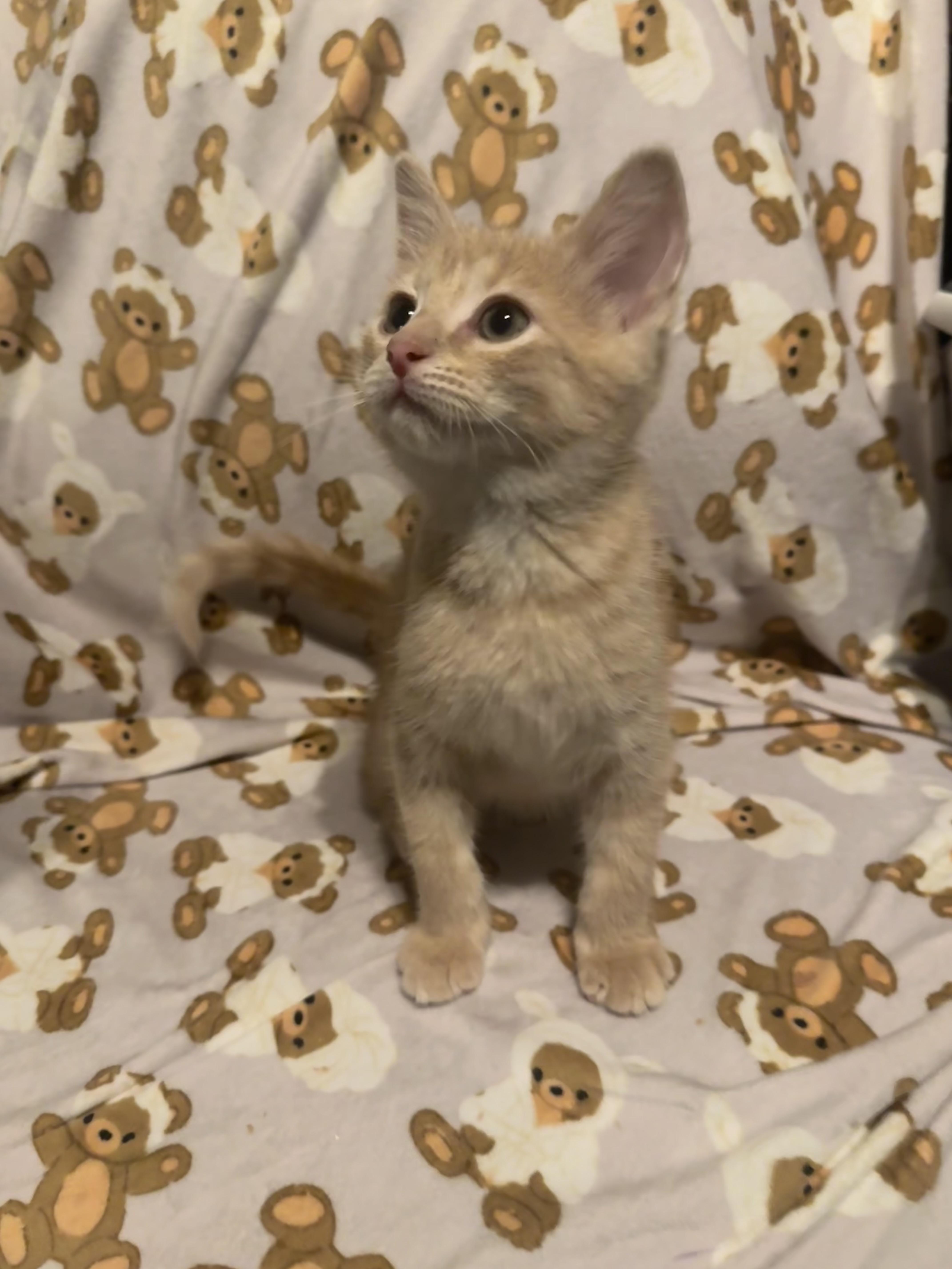 Toonces, an adopted Tabby in Saginaw, MI image 3/4