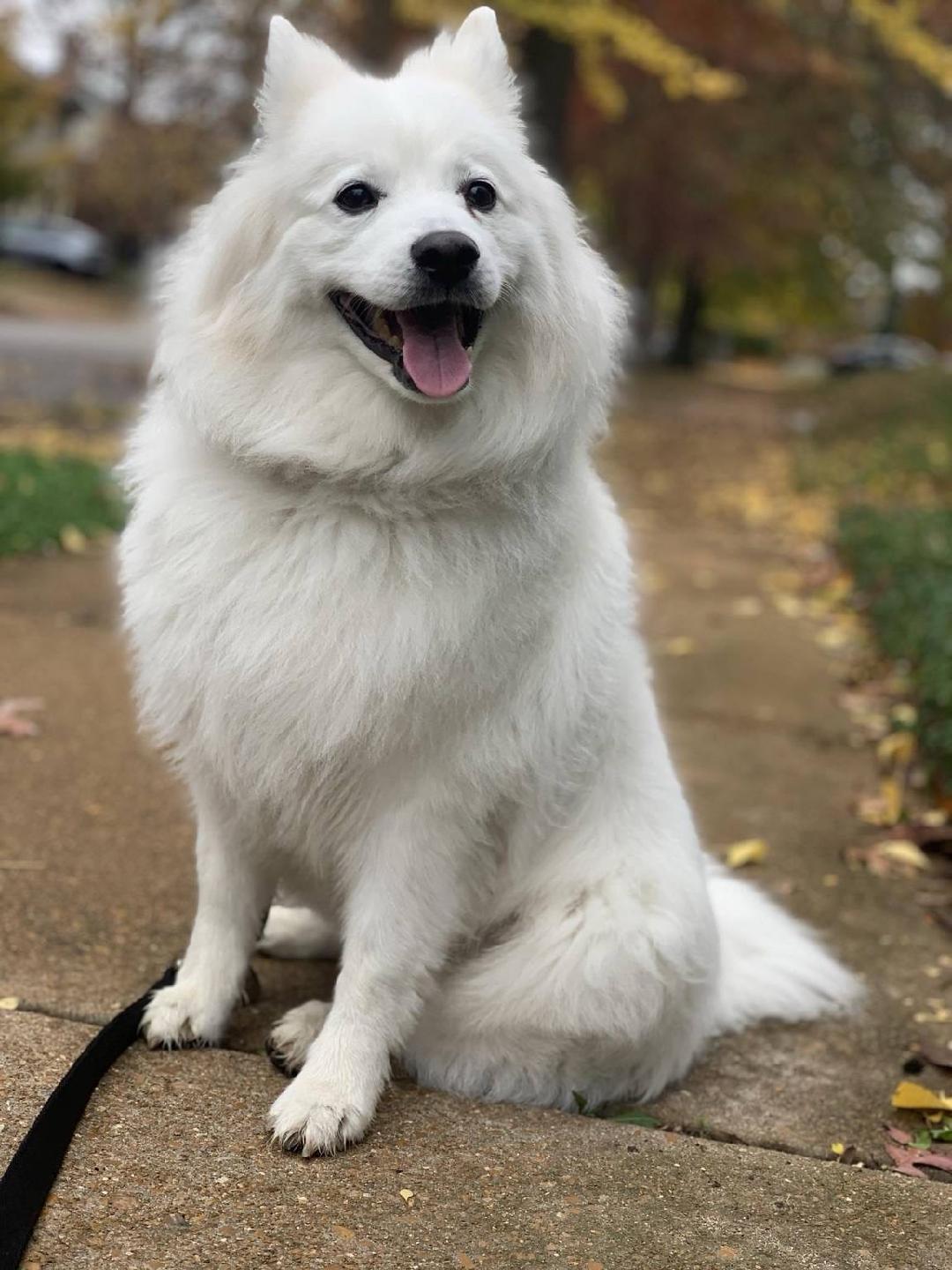 Neeka - St. Louis, MO, a ADOPTABLE American Eskimo Dog in Saint Louis, MO image 1/5