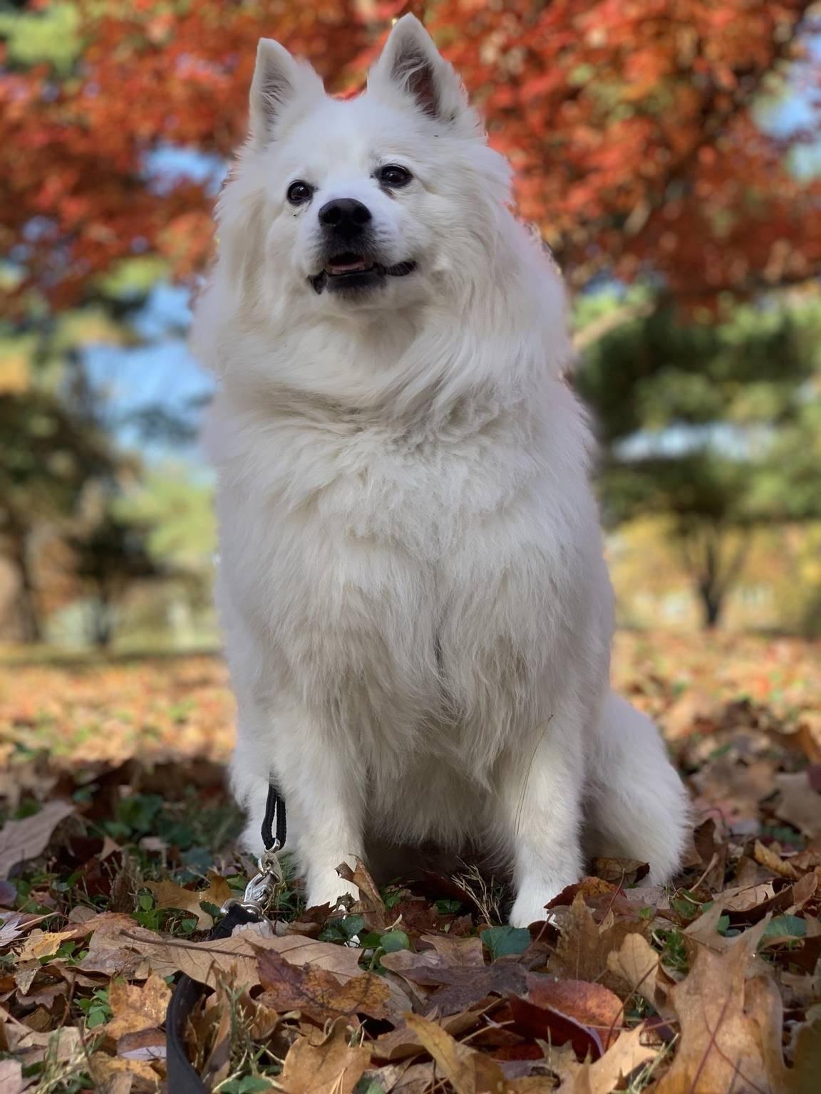 Neeka - St. Louis, MO, a ADOPTABLE American Eskimo Dog in Saint Louis, MO image 4/5