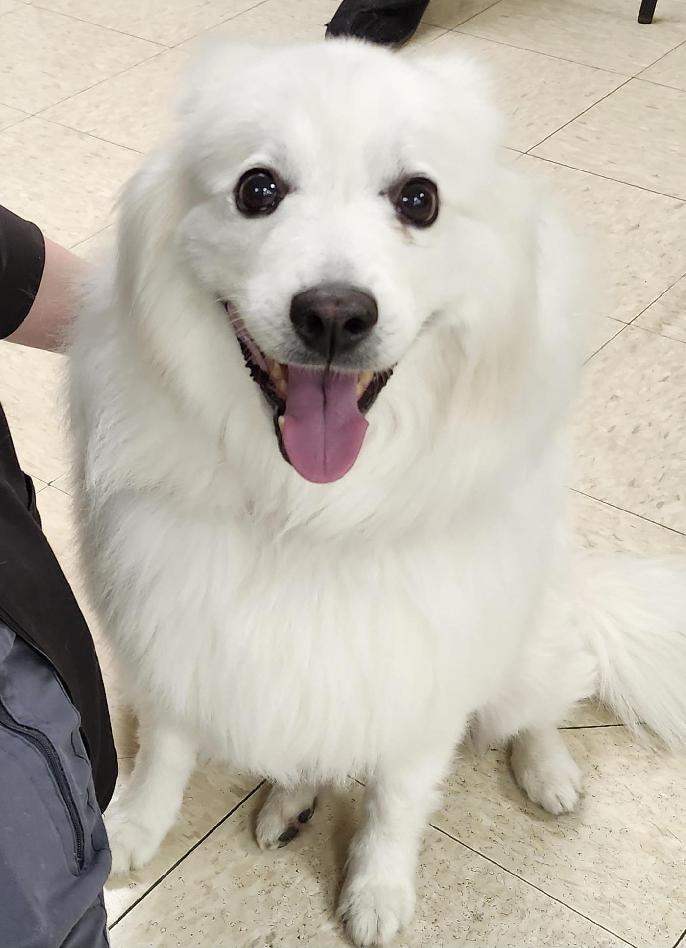 Neeka - St. Louis, MO, a ADOPTABLE American Eskimo Dog in Saint Louis, MO image 3/5