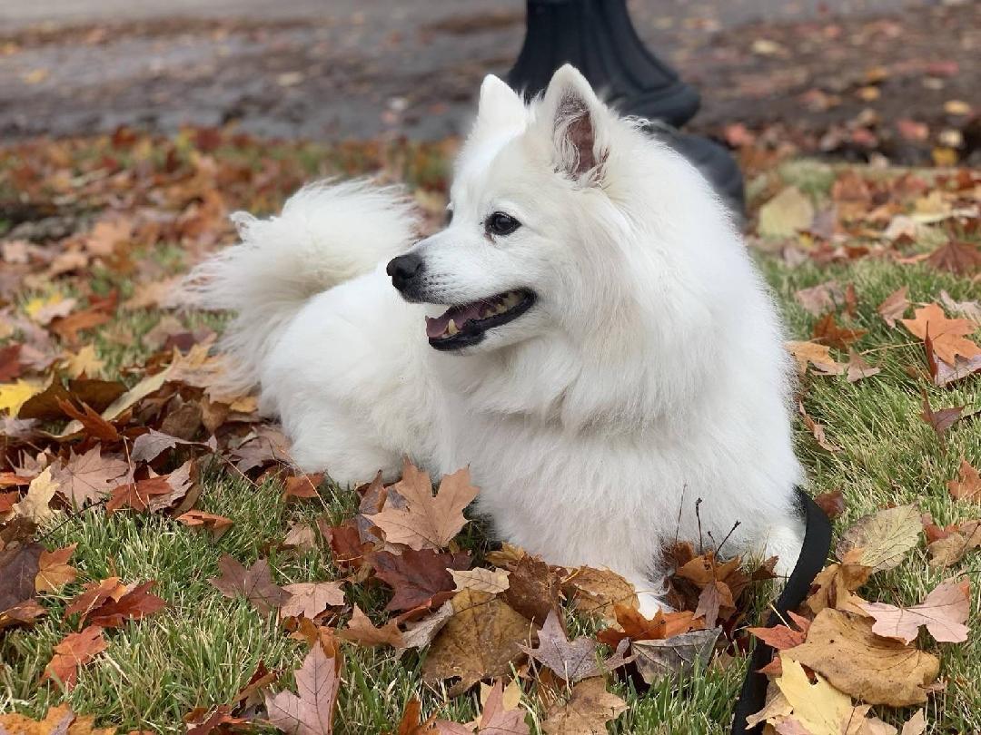 Neeka - St. Louis, MO, a ADOPTABLE American Eskimo Dog in Saint Louis, MO image 2/5