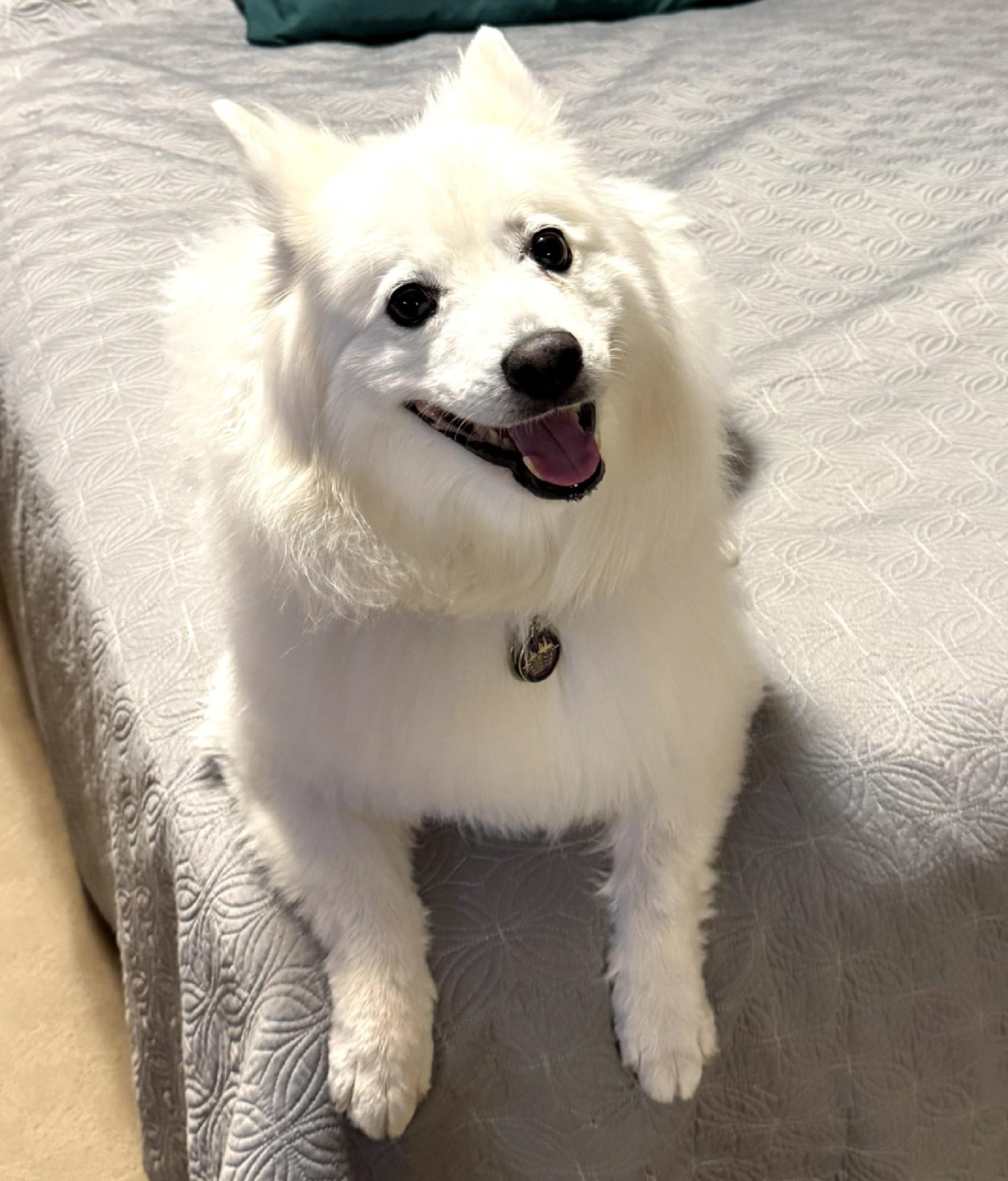 Neeka - St. Louis, MO, a ADOPTABLE American Eskimo Dog in Saint Louis, MO image 5/5