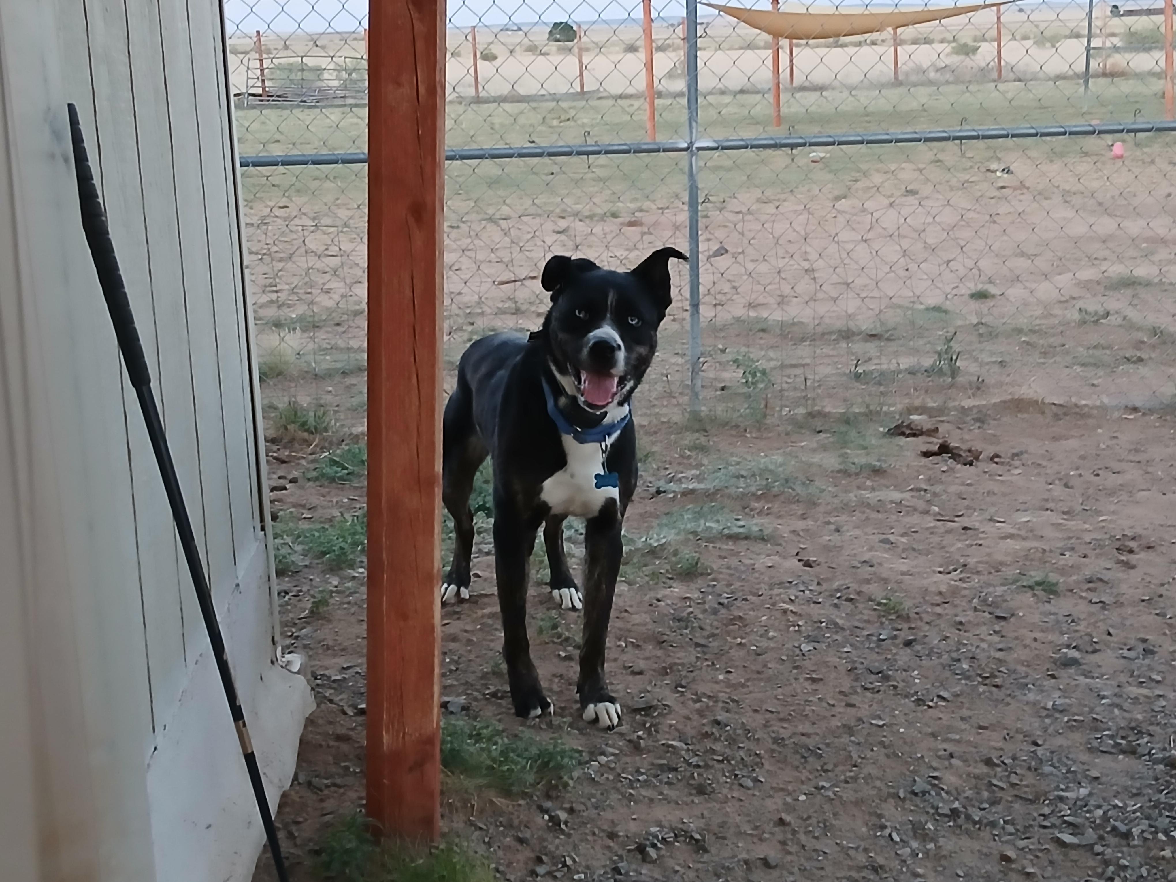 Mo, a ADOPTABLE mixed breed in Moriarty, NM image 2/4