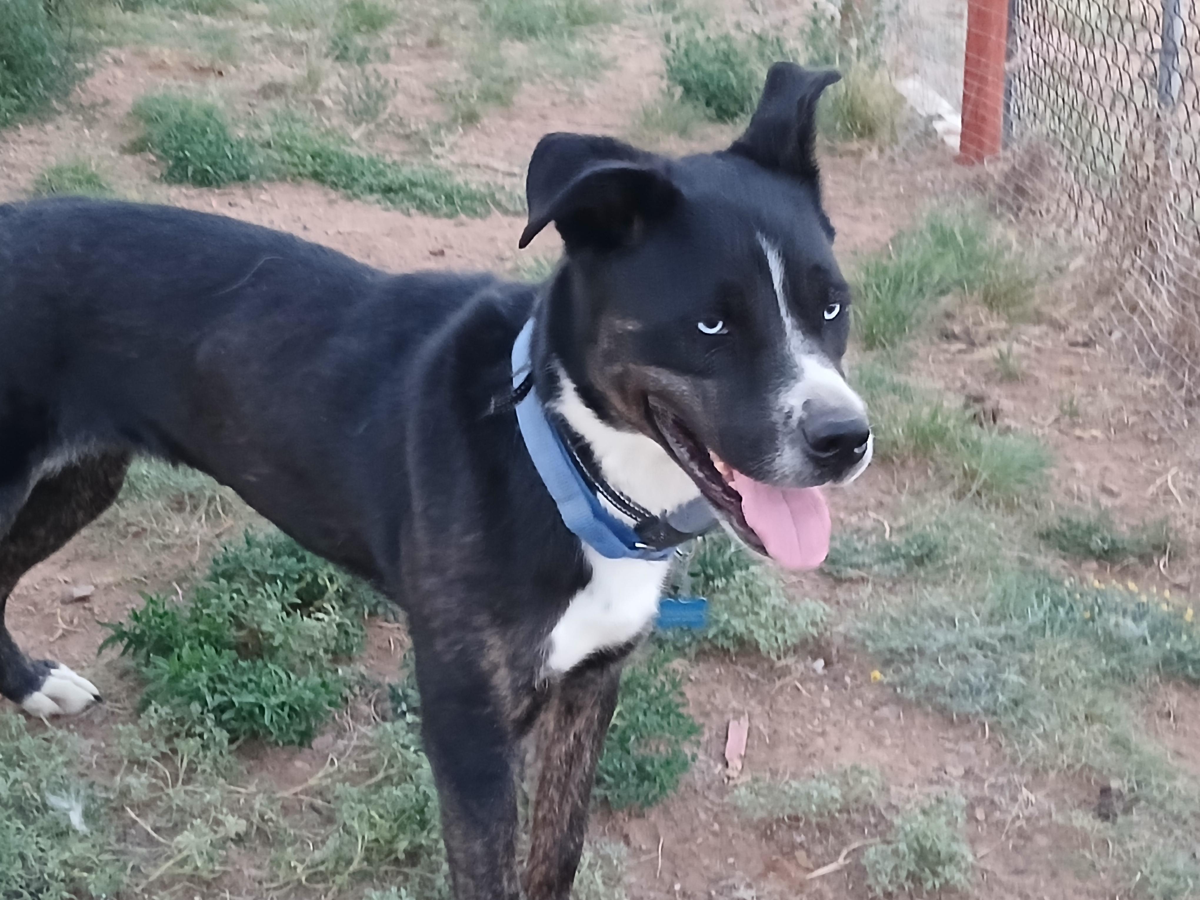 Mo, a ADOPTABLE mixed breed in Moriarty, NM image 1/4