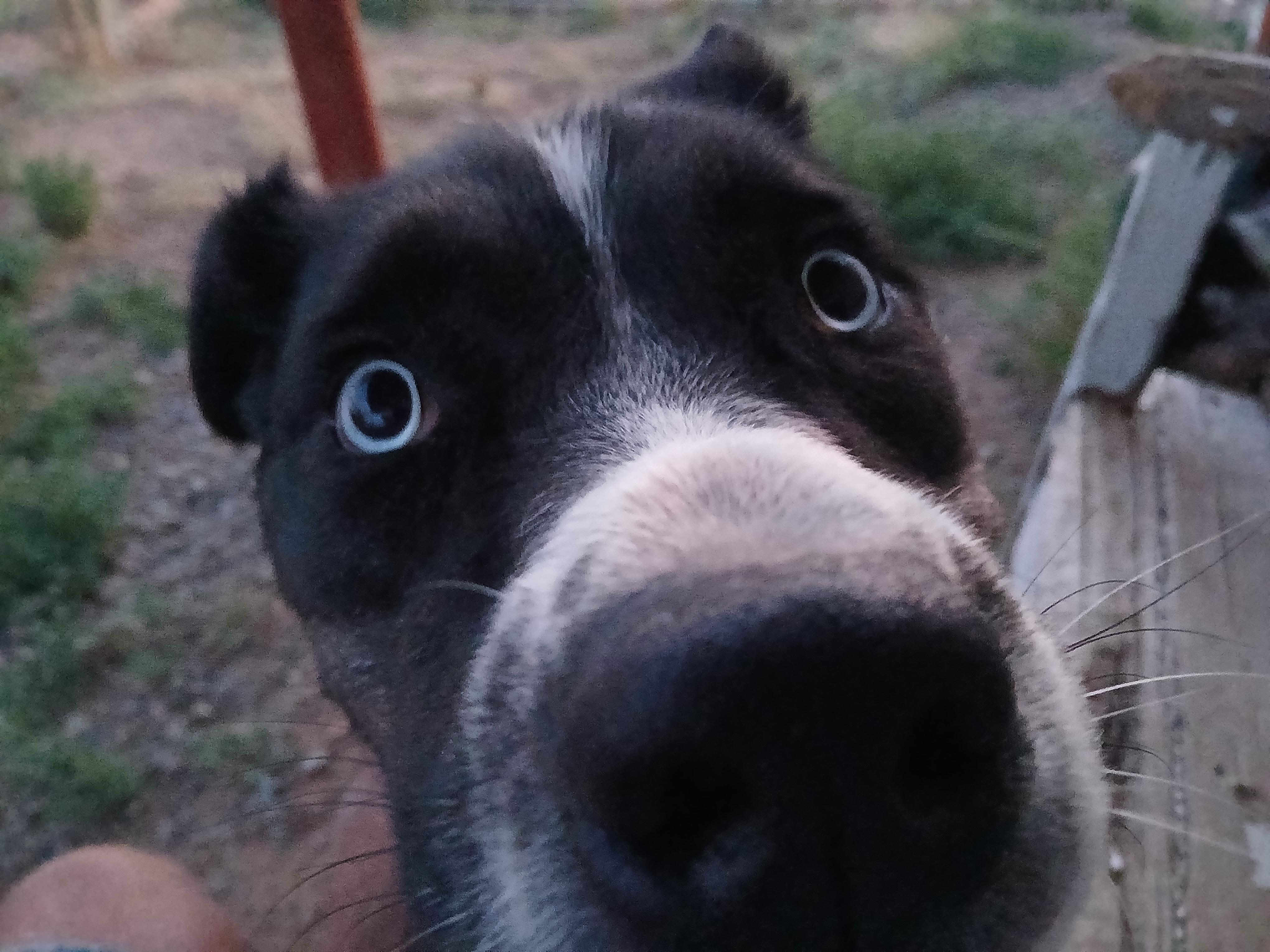 Mo, a ADOPTABLE mixed breed in Moriarty, NM image 3/4
