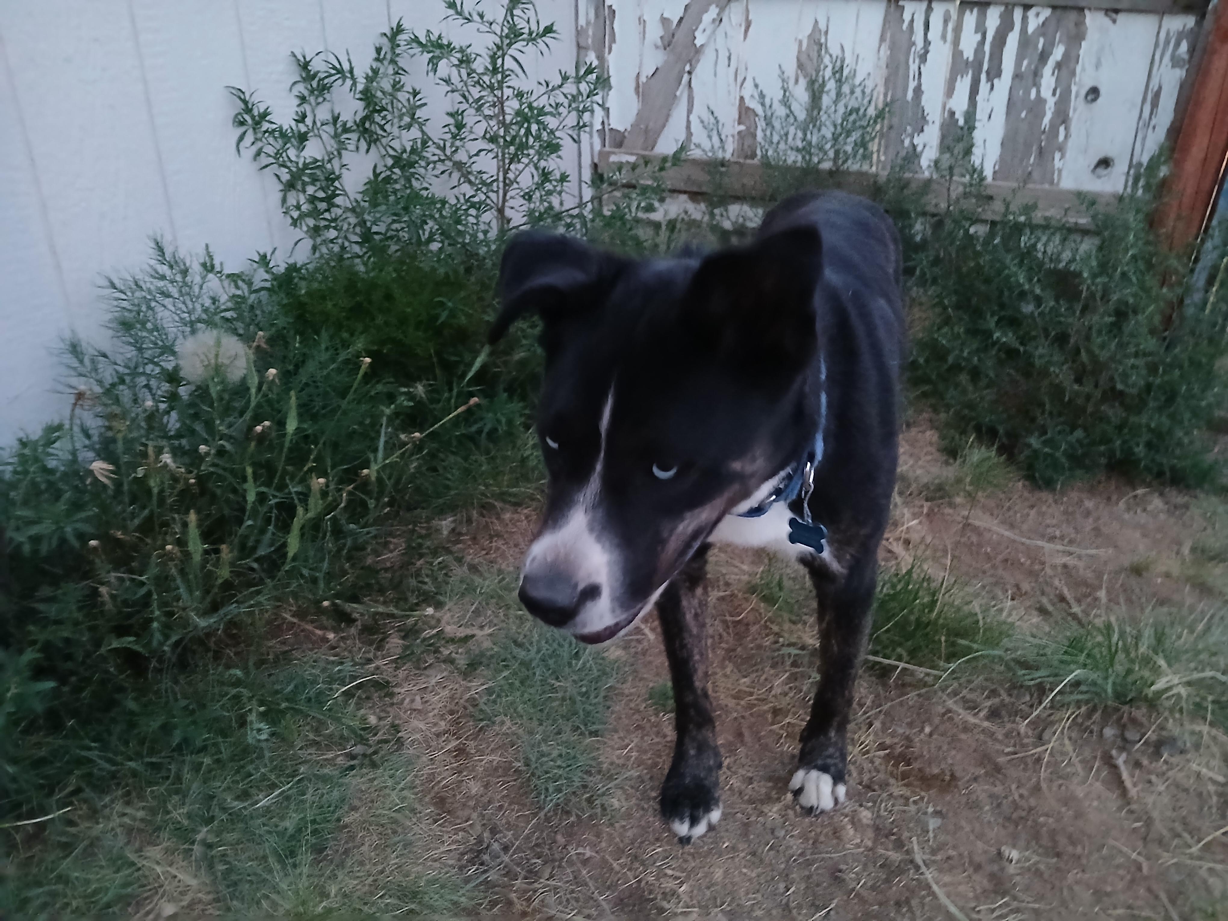 Mo, a ADOPTABLE mixed breed in Moriarty, NM image 4/4
