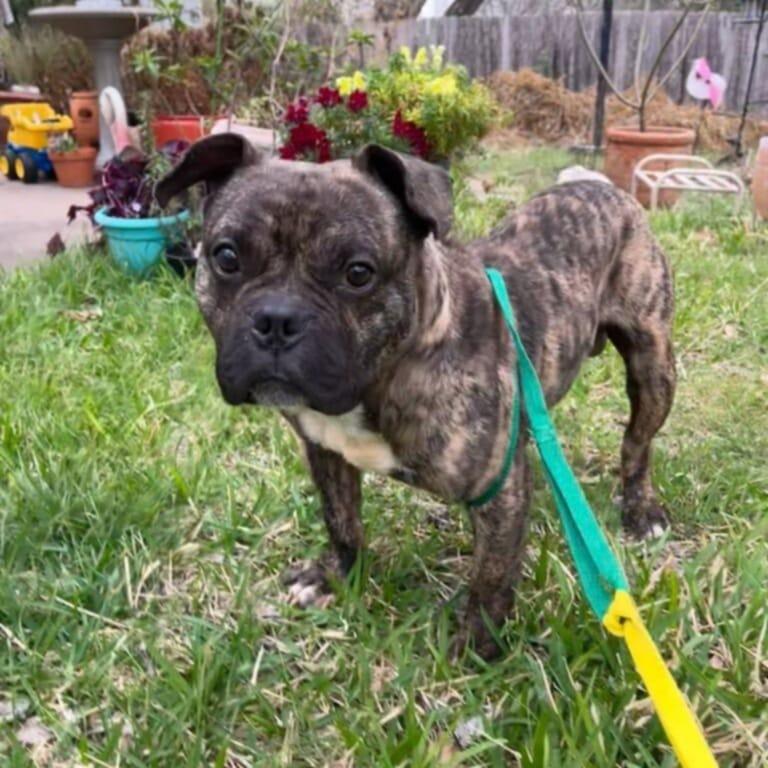 Bubba, ADOPTABLE, Adult Male French Bulldog & Bulldog.