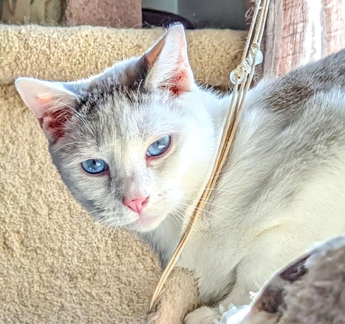 Merlin, a Adoptable mixed breed in Export, PA image 3/6