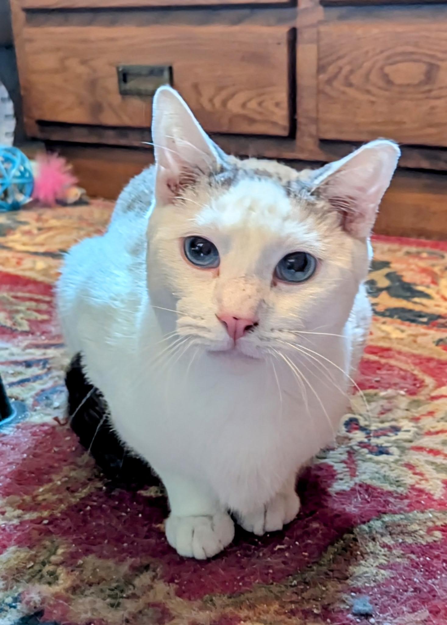 Merlin, a Adoptable mixed breed in Export, PA image 5/6