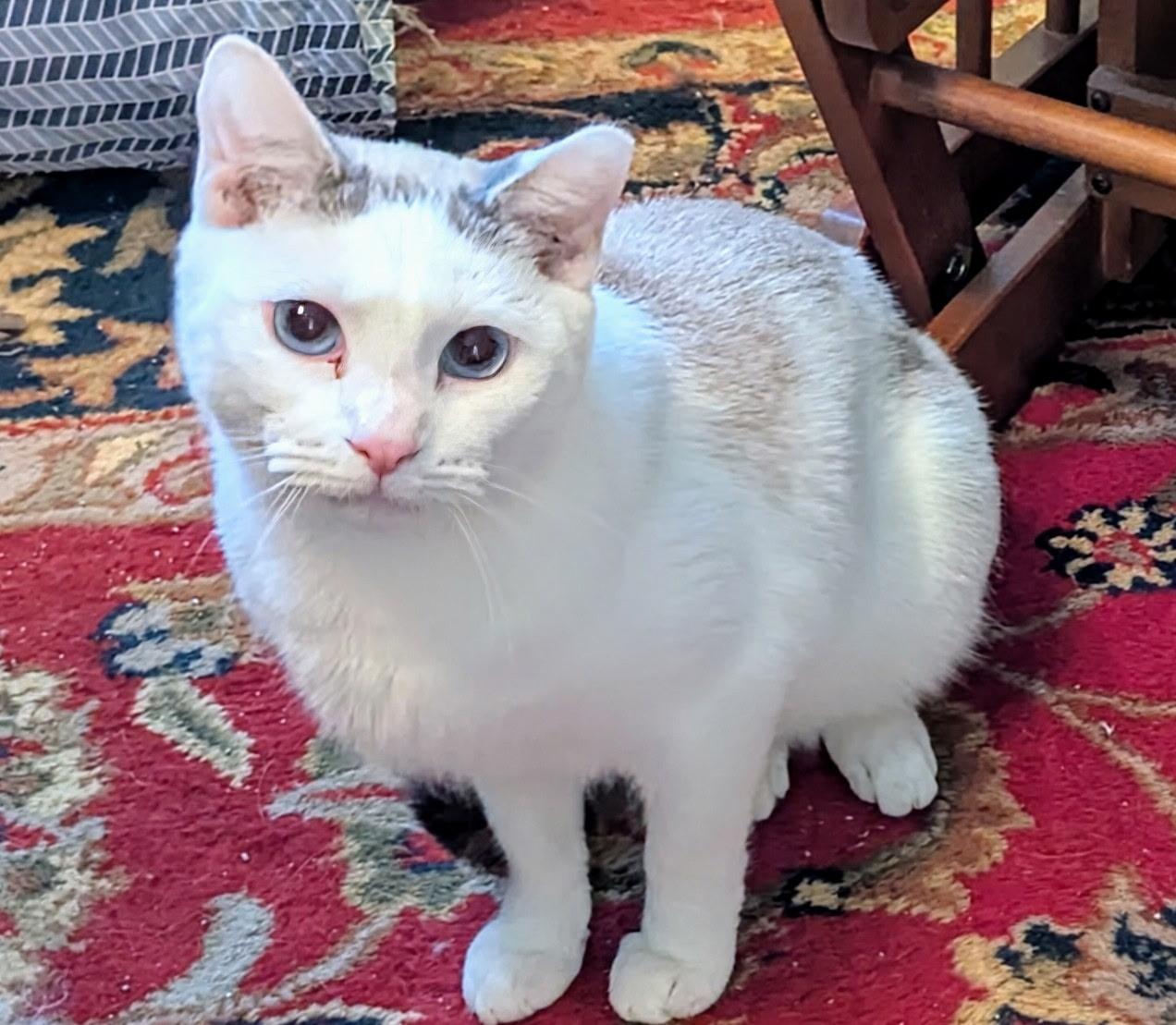 Merlin, a Adoptable mixed breed in Export, PA image 1/6