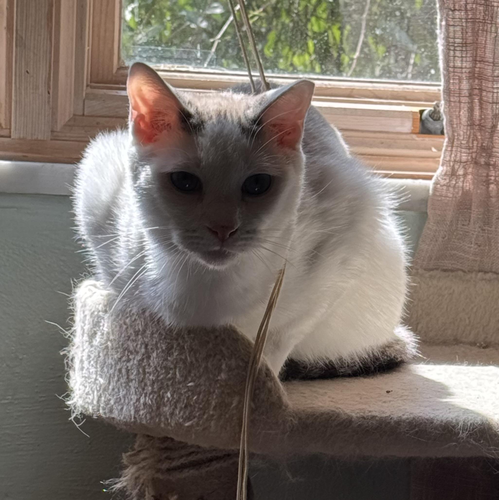 Merlin, a Adoptable mixed breed in Export, PA image 4/6