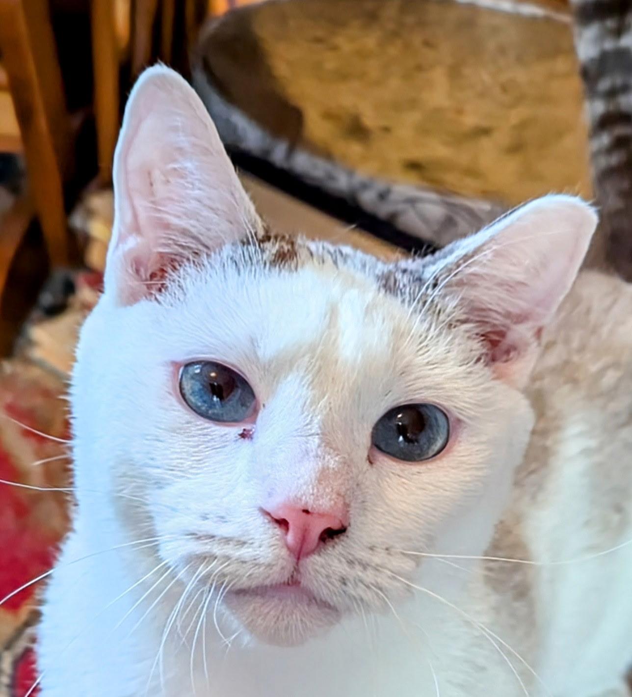 Merlin, a Adoptable mixed breed in Export, PA image 2/6