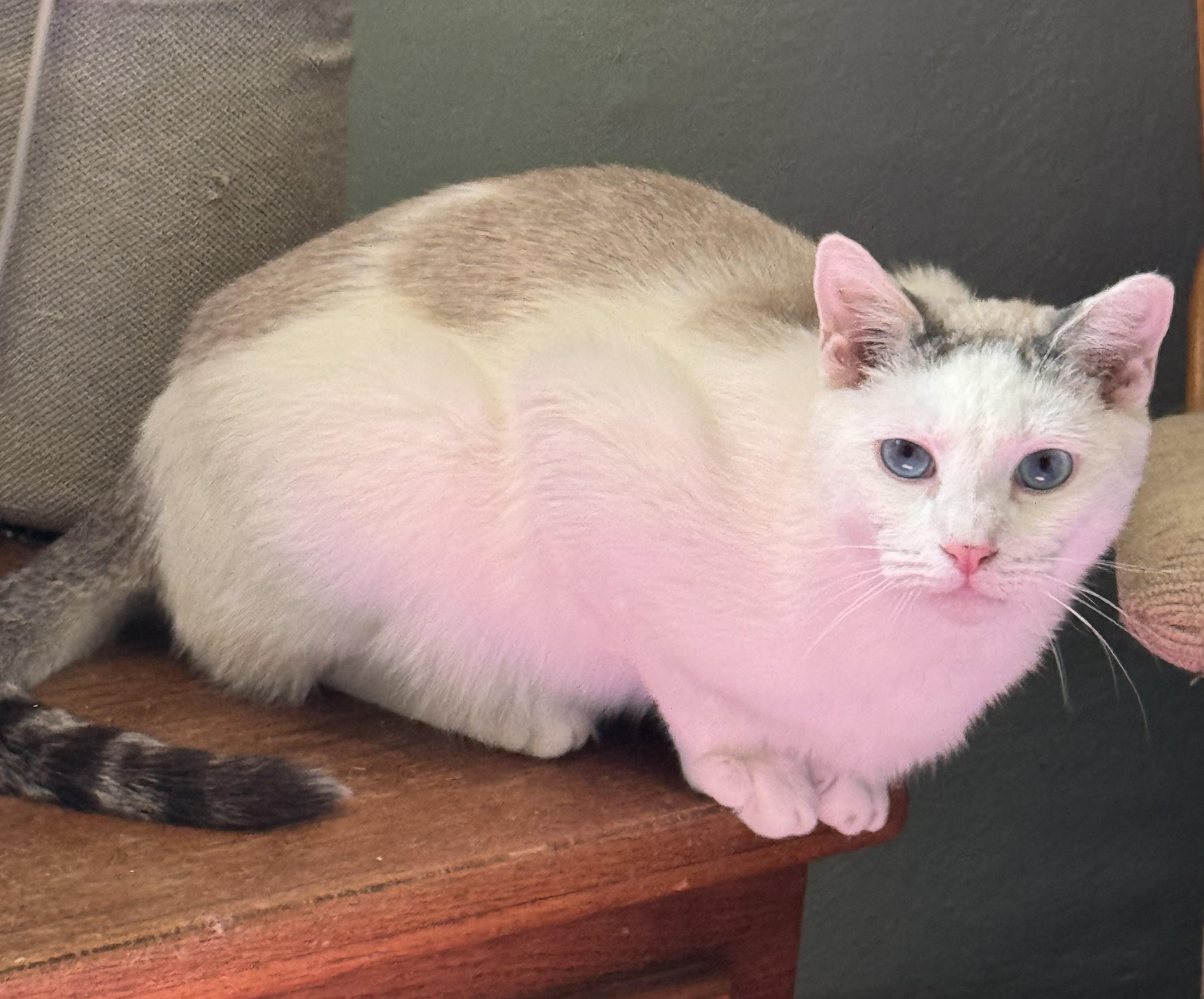 Merlin, a Adoptable mixed breed in Export, PA image 6/6