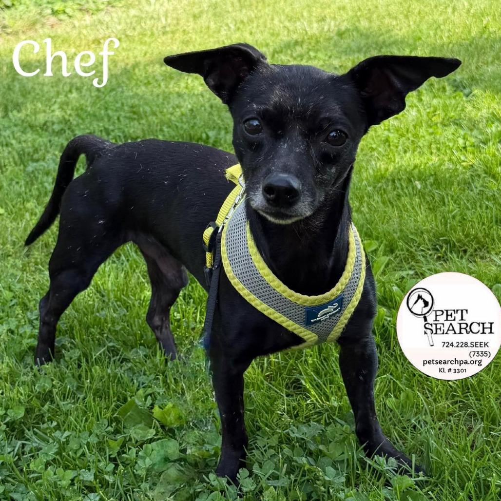 Chef, Adoptable, Adult Male Mixed Breed.