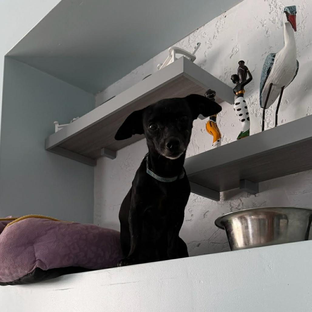 Enlarge Chef, a Adoptable Mixed Breed in Washington, PA image 2/2