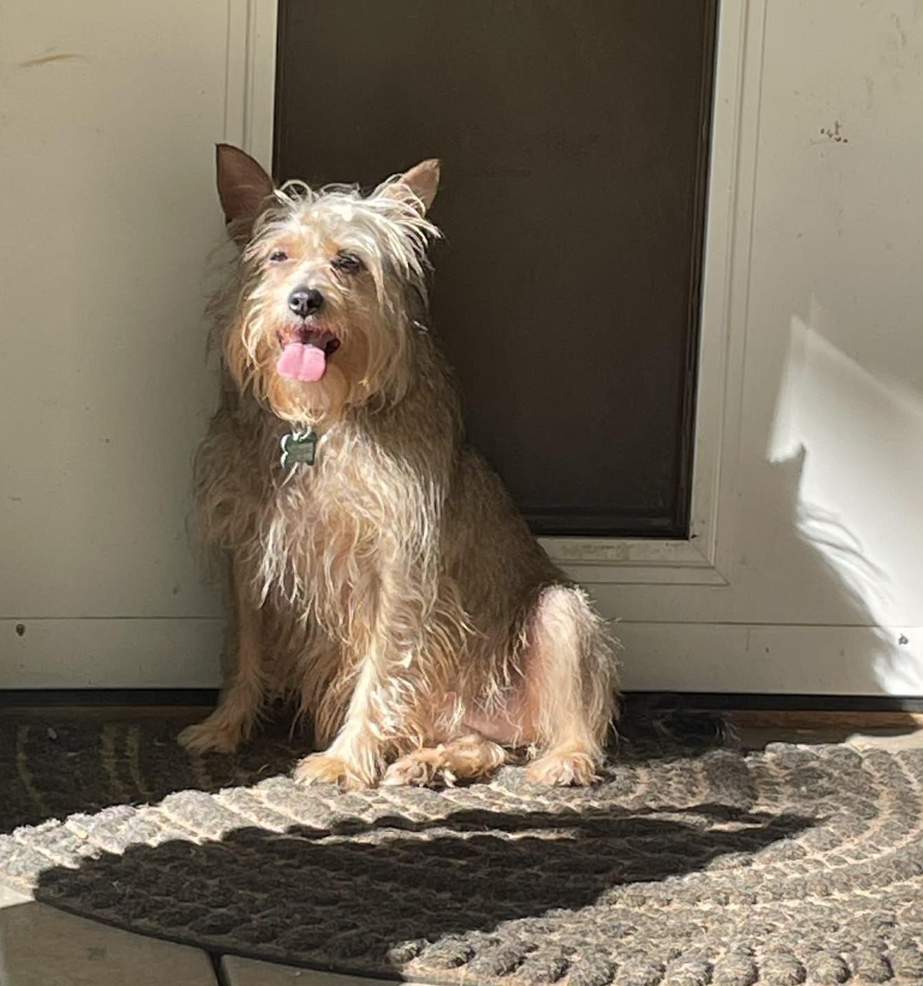 Enlarge Ginger, a ADOPTABLE mixed breed in East Point, GA image 2/2