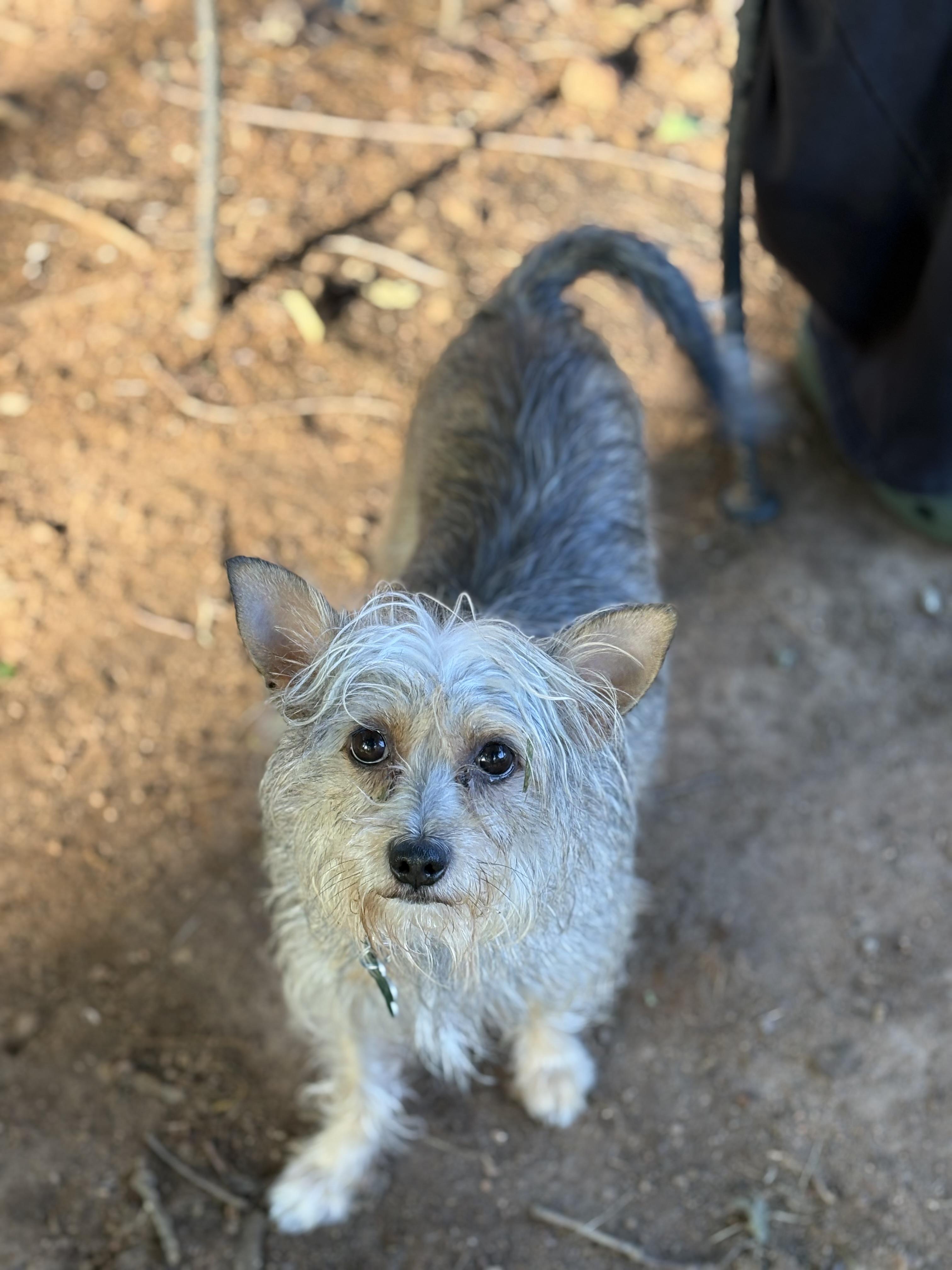 Ginger, a ADOPTABLE mixed breed in East Point, GA image 4/5