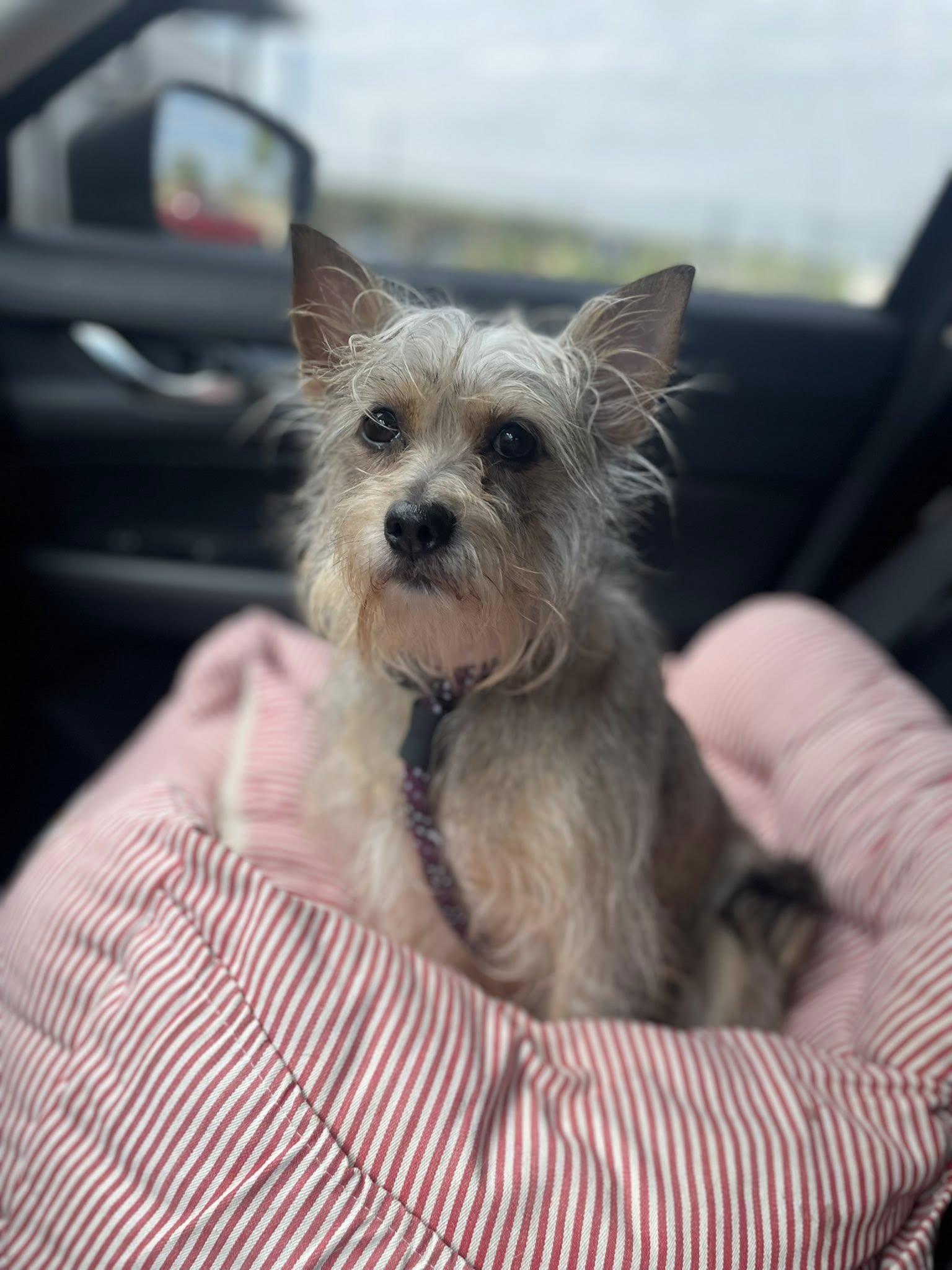 Ginger, ADOPTABLE, Adult Female Cairn Terrier & Yorkshire Terrier.