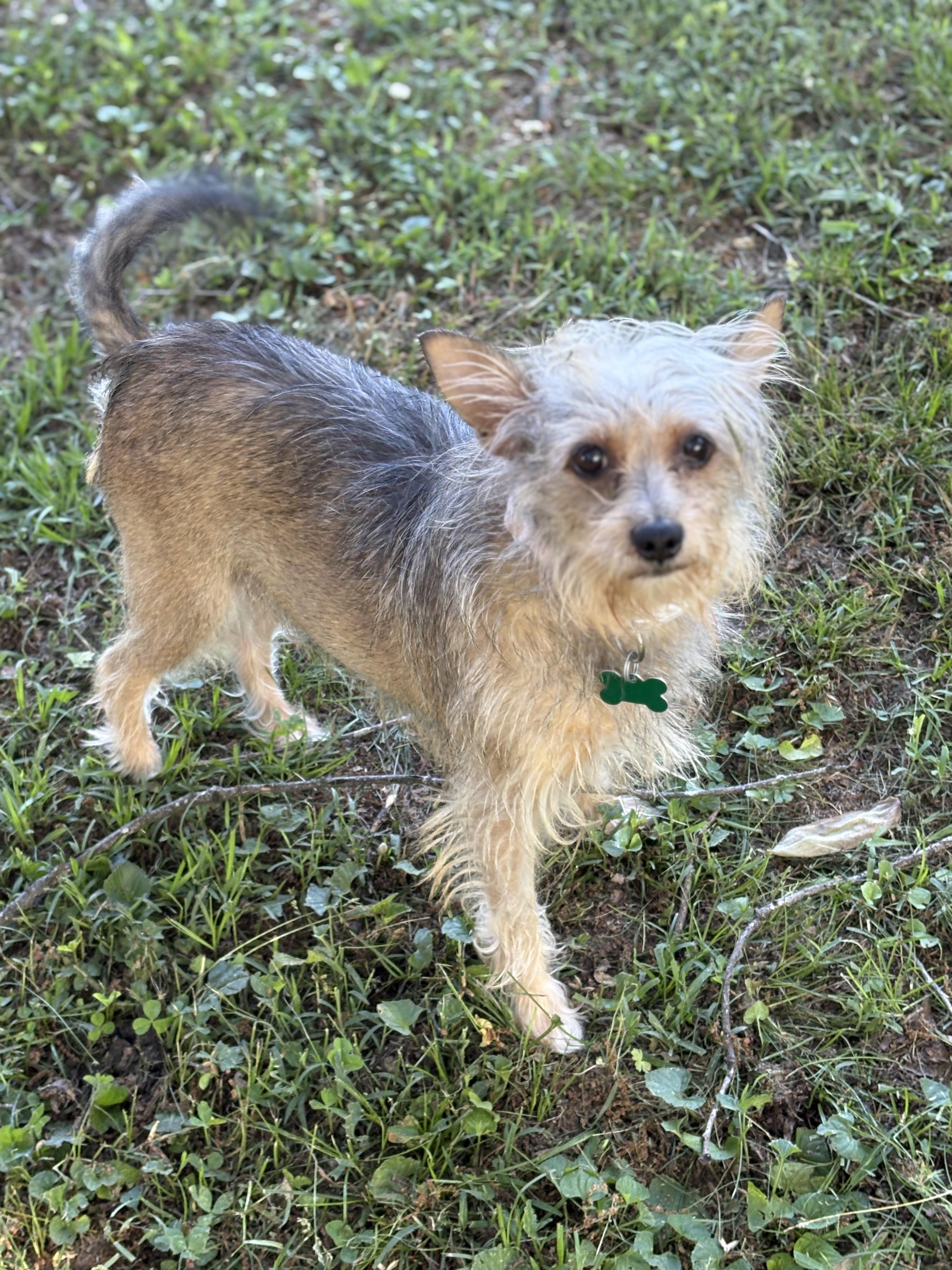 Ginger, a ADOPTABLE mixed breed in East Point, GA image 1/5