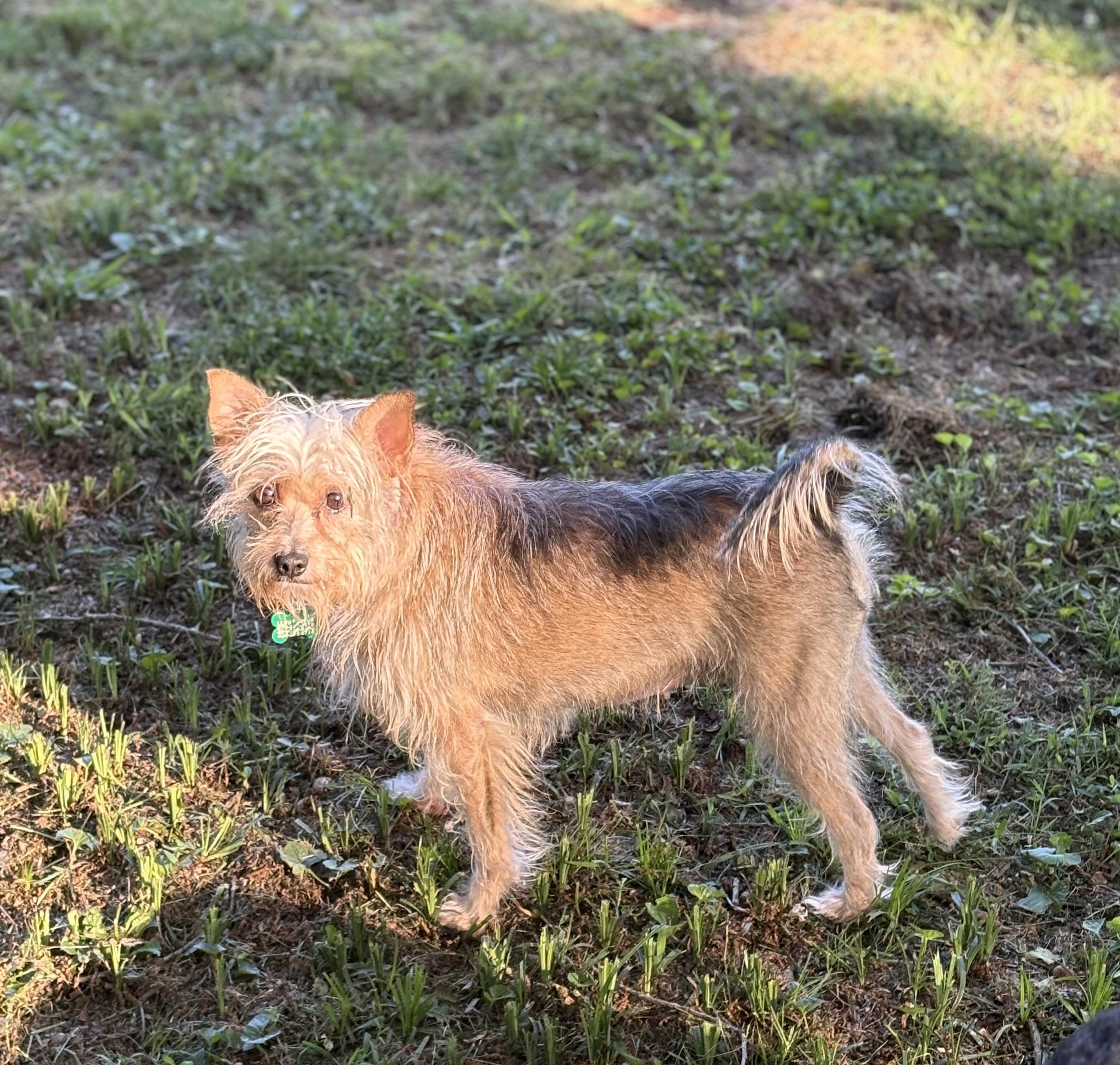 Ginger, a ADOPTABLE mixed breed in East Point, GA image 5/5