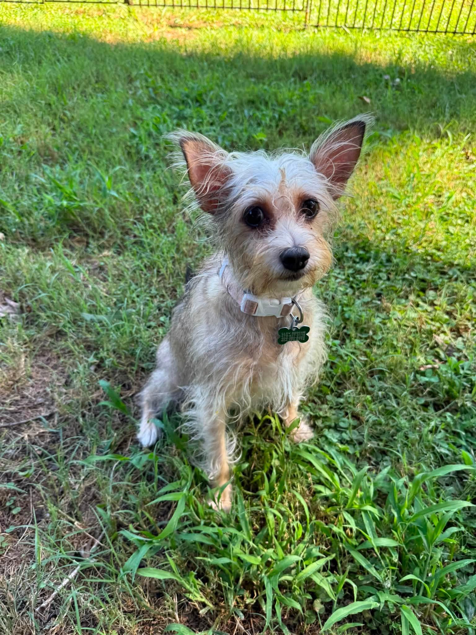 Ginger, a ADOPTABLE mixed breed in East Point, GA image 1/5