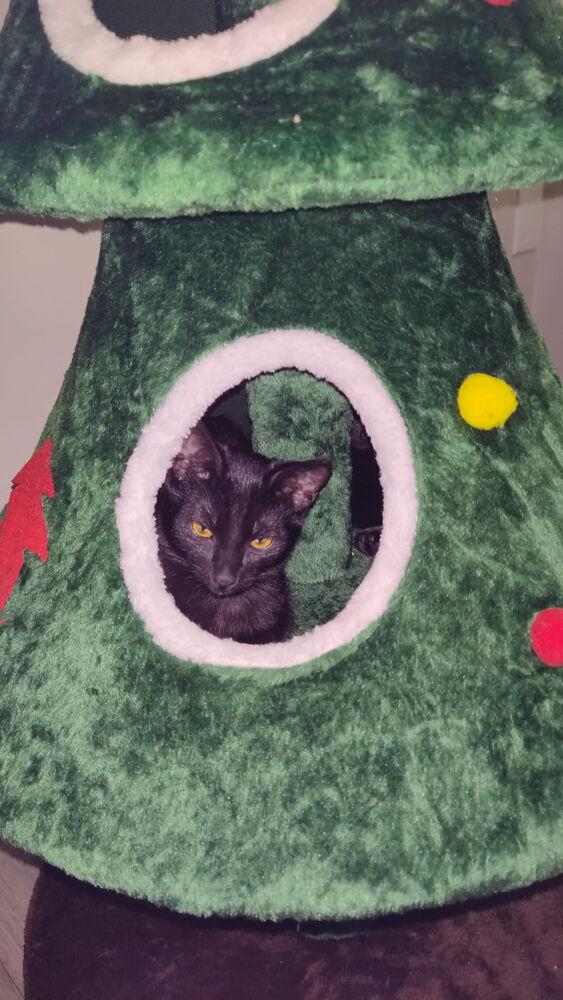 Enlarge Zoey, a Adoptable Domestic Short Hair in DELTONA, FL image 1/6