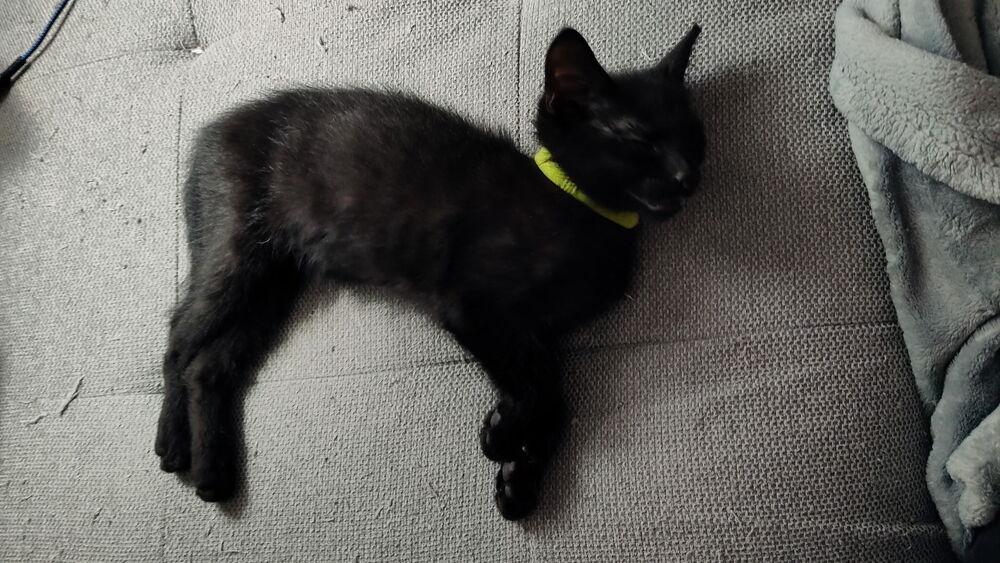 Enlarge Zoey, a Adoptable Domestic Short Hair in DELTONA, FL image 2/6