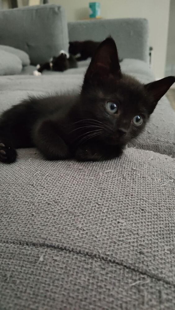 Enlarge Zoey, a Adoptable Domestic Short Hair in DELTONA, FL image 3/6