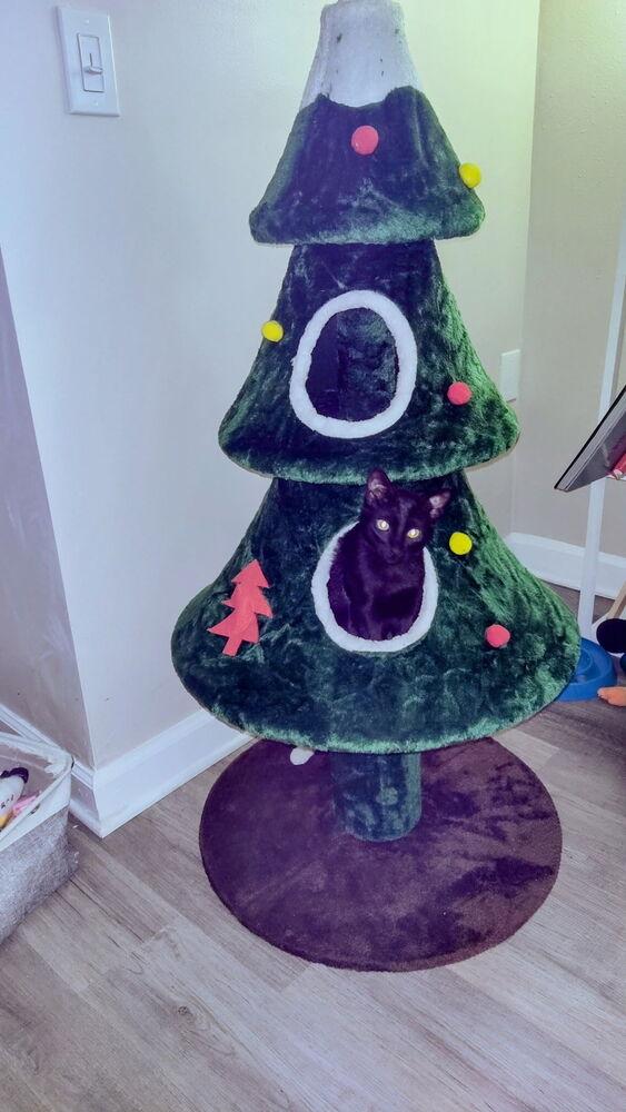 Enlarge Zoey, a Adoptable Domestic Short Hair in DELTONA, FL image 4/6