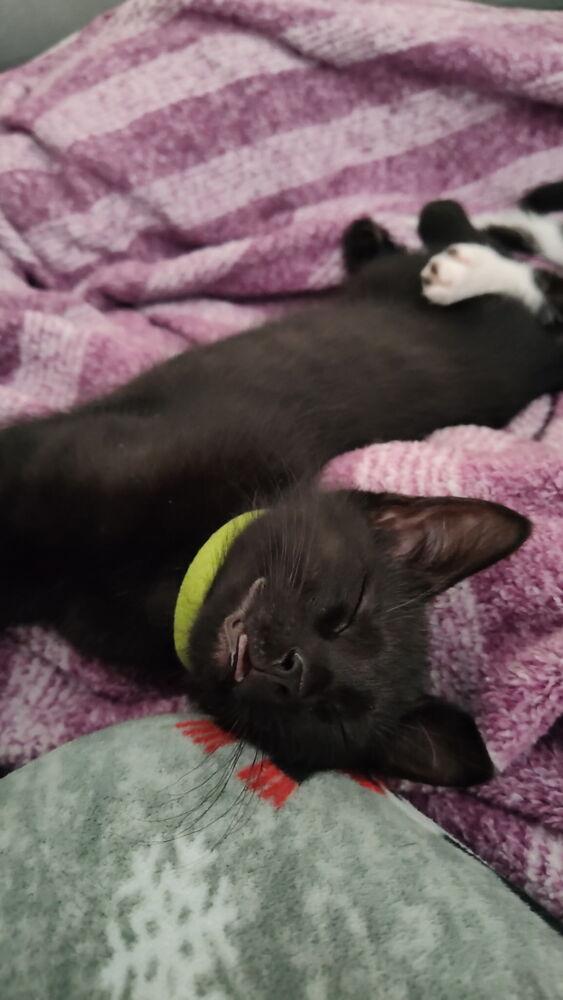 Enlarge Zoey, a Adoptable Domestic Short Hair in DELTONA, FL image 5/6