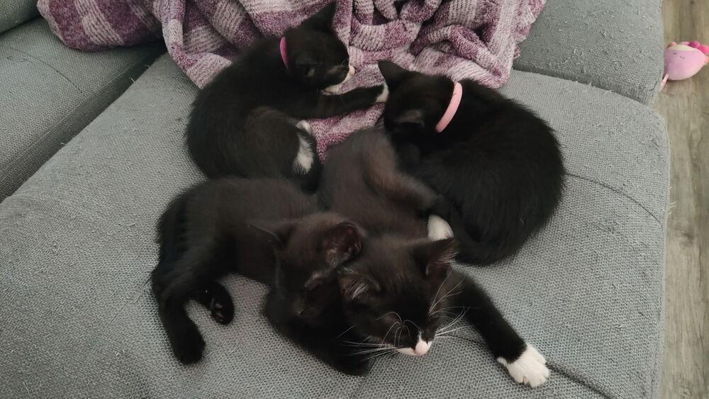 Enlarge Zoey, a Adoptable Domestic Short Hair in DELTONA, FL image 6/6