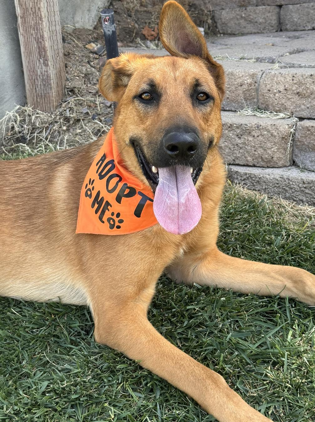 Enlarge Pipo, a ADOPTABLE mixed breed in Los Angeles, CA image 3/6