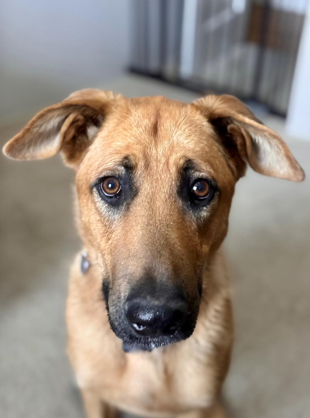 Enlarge Pipo, a ADOPTABLE mixed breed in Los Angeles, CA image 6/6