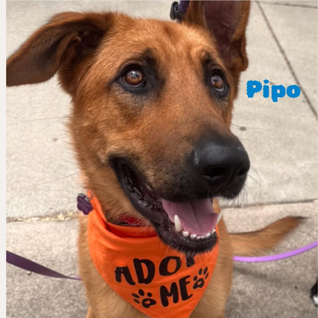 Enlarge Pipo, a ADOPTABLE mixed breed in Los Angeles, CA image 1/6