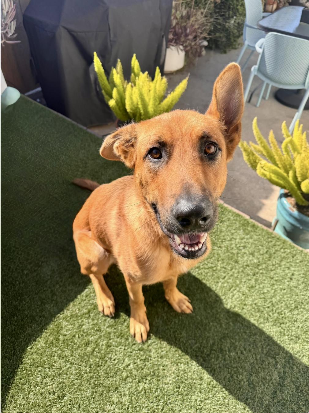 Enlarge Pipo, a ADOPTABLE mixed breed in Los Angeles, CA image 5/6