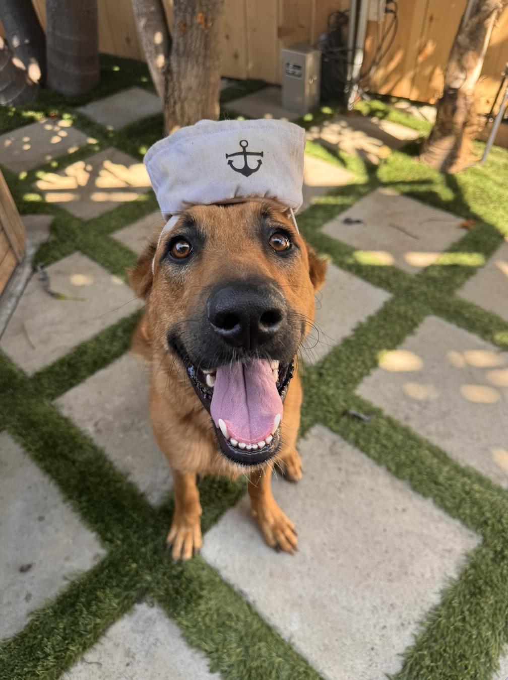 Enlarge Pipo, a ADOPTABLE mixed breed in Los Angeles, CA image 4/6