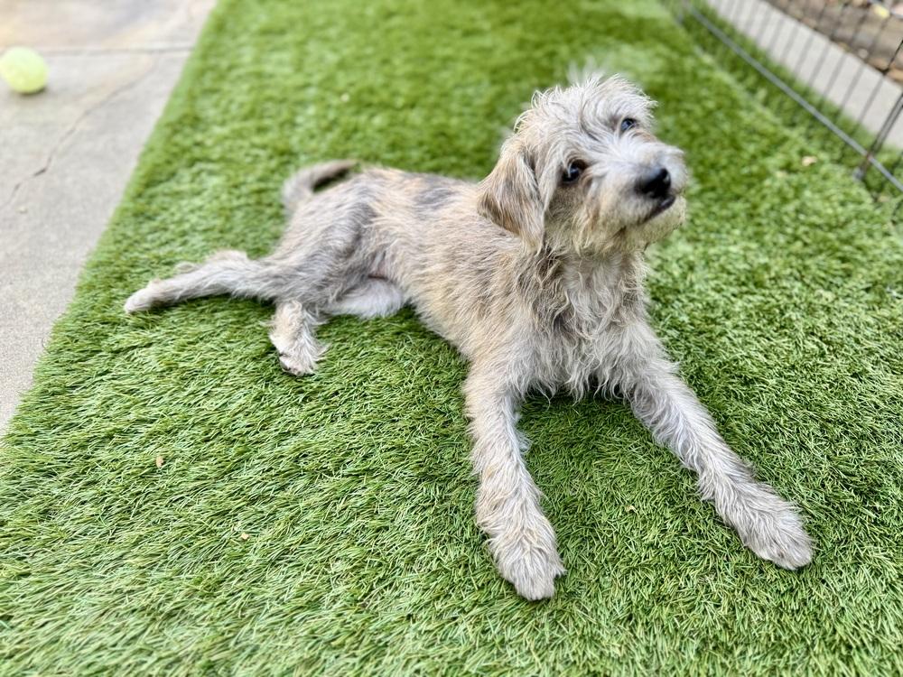 Enlarge Sadie, a Adoptable mixed breed in San Diego, CA image 1/6