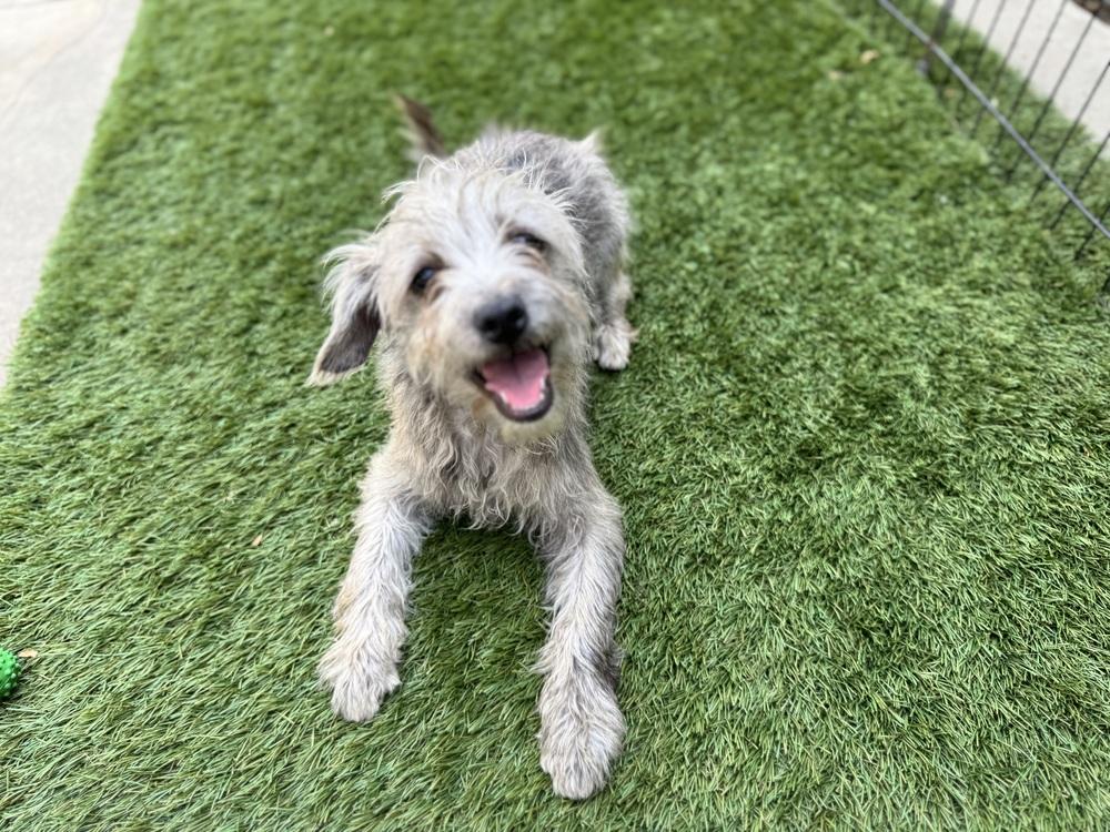 Sadie, Adoptable, Puppy Female Mixed Breed.