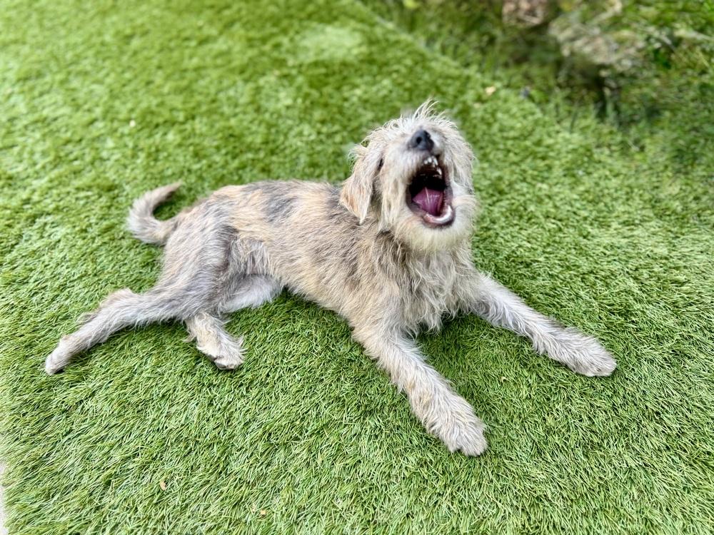 Sadie, a Adoptable mixed breed in San Diego, CA image 2/6