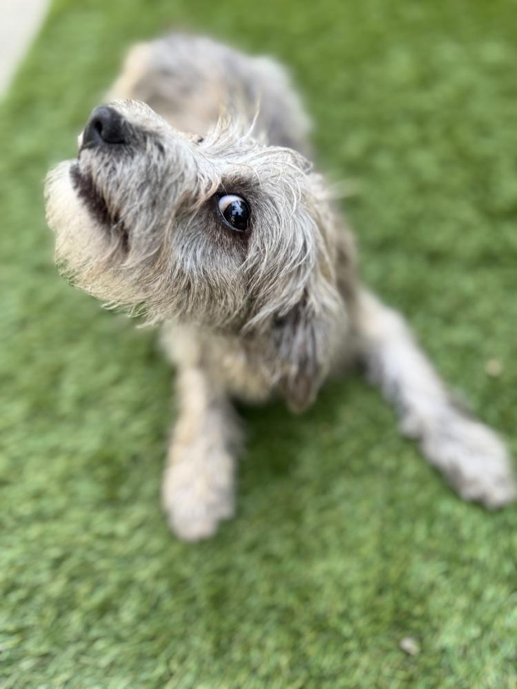 Sadie, a Adoptable mixed breed in San Diego, CA image 3/6