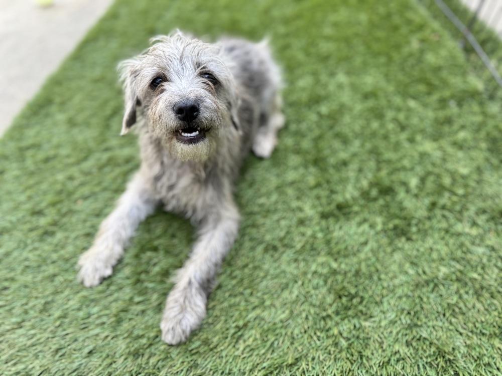 Sadie, a Adoptable mixed breed in San Diego, CA image 4/6