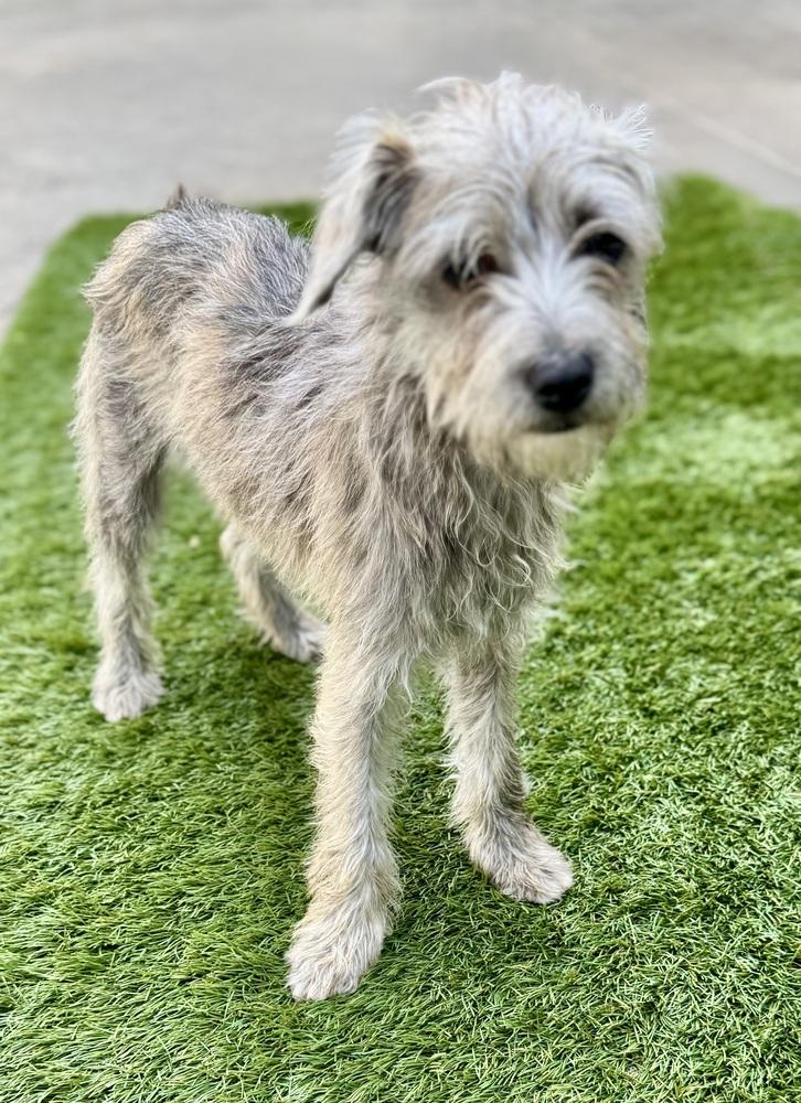 Sadie, a Adoptable mixed breed in San Diego, CA image 5/6