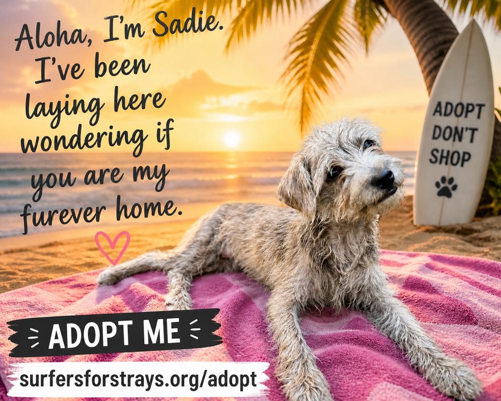 Sadie, a Adoptable mixed breed in San Diego, CA image 6/6
