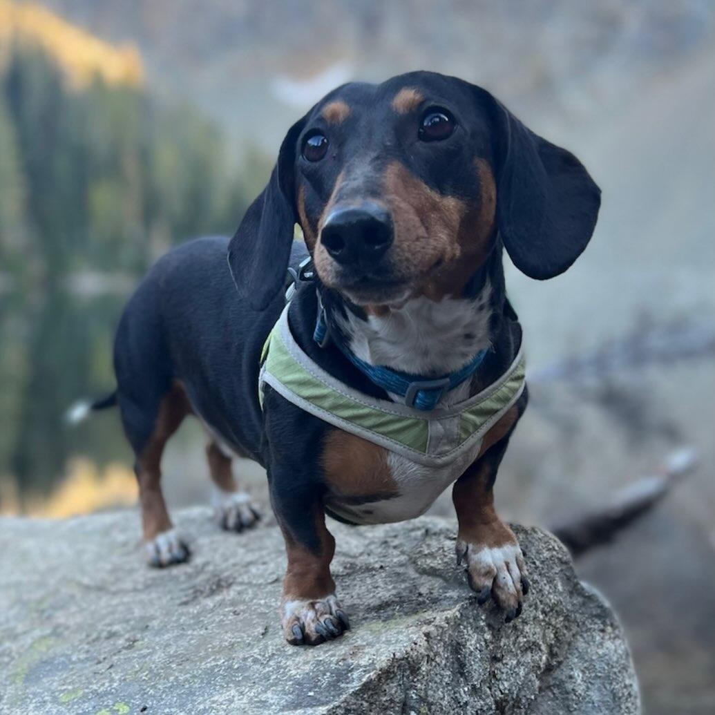 Enlarge Winston , an adopted Dachshund in Portland, OR image 1/2