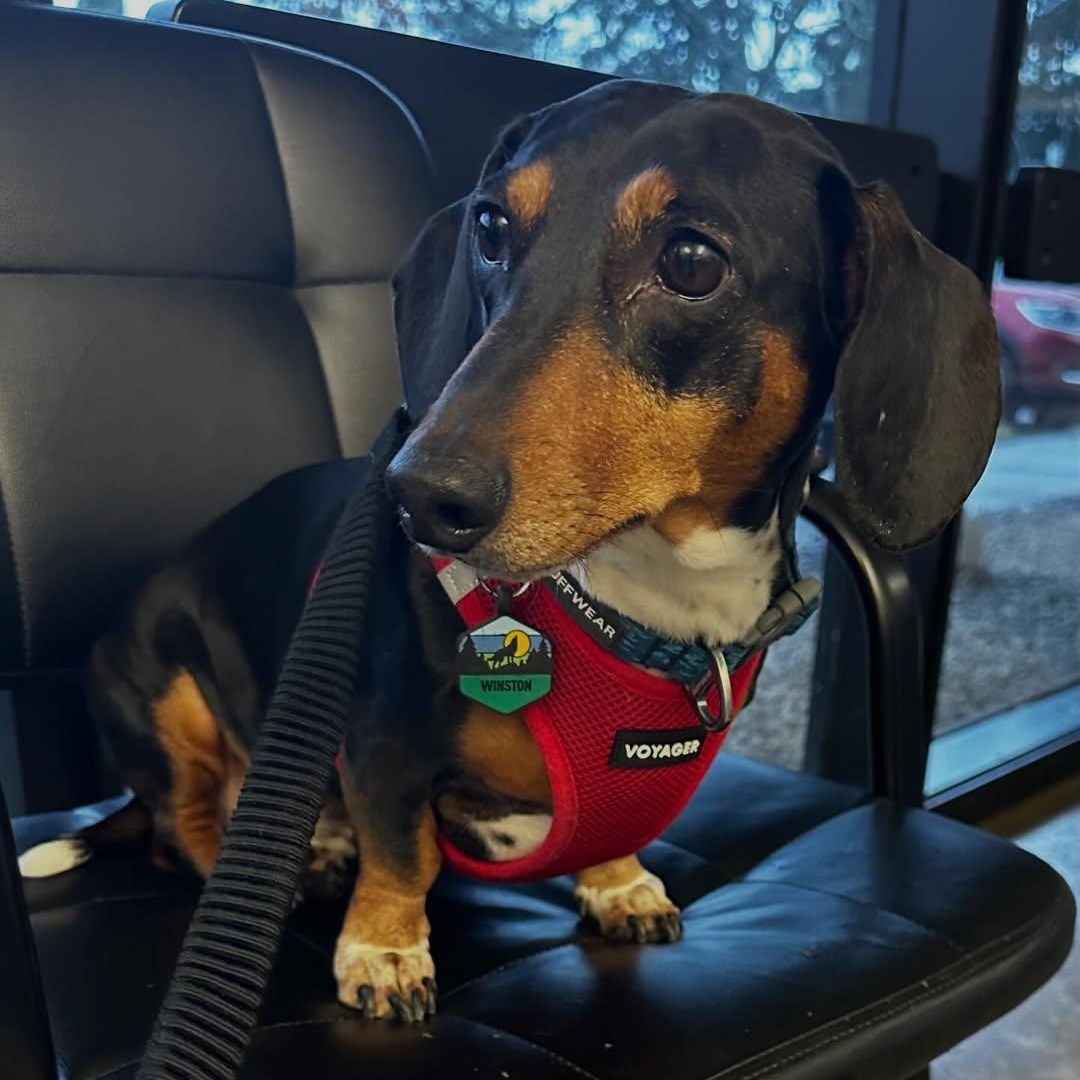 Enlarge Winston , an adopted Dachshund in Portland, OR image 2/2