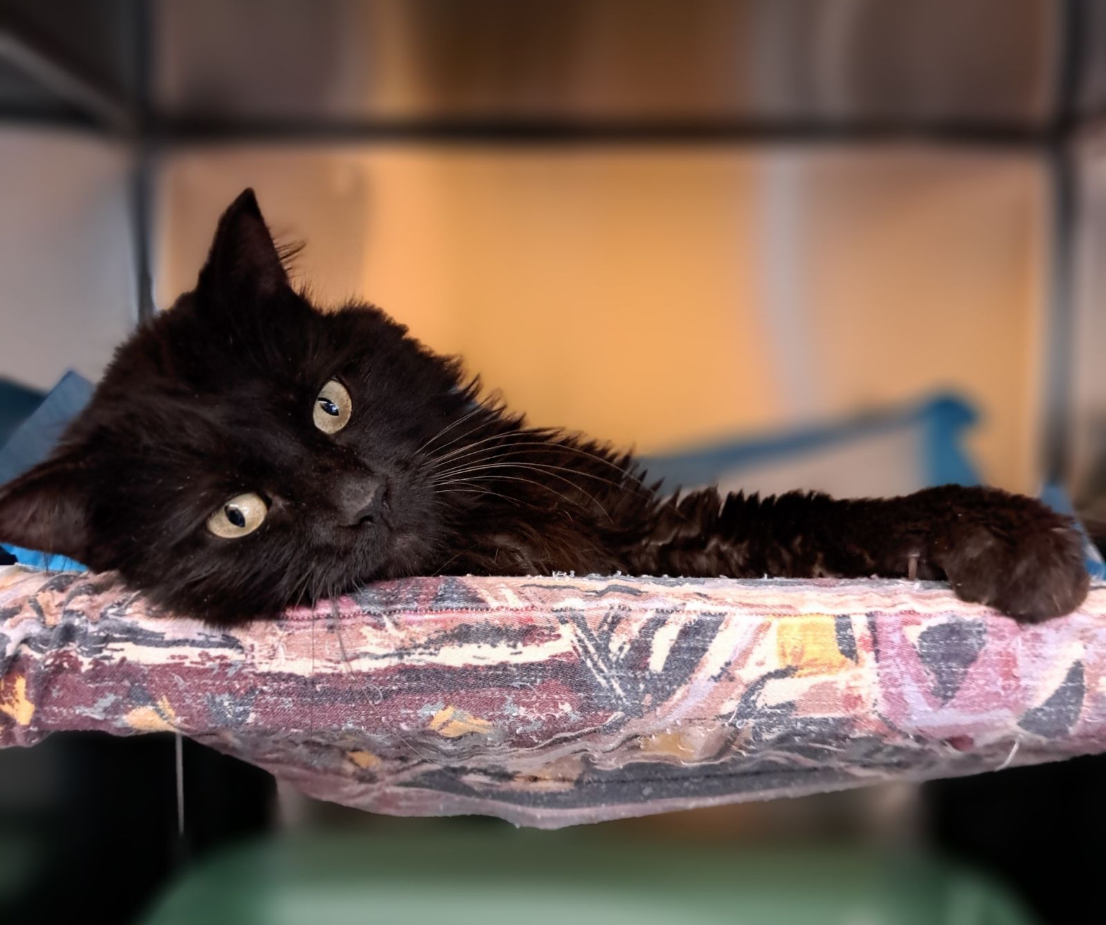 Klink, an adopted Domestic Medium Hair in Florenceville, NB_image-1