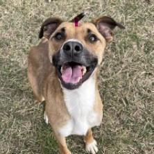 Tigger, Adoptable, Adult Male Labrador Retriever & Black Mouth Cur.