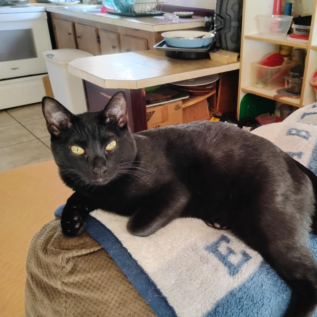 Boo Boo, Adoptable, Young Male Domestic Short Hair.