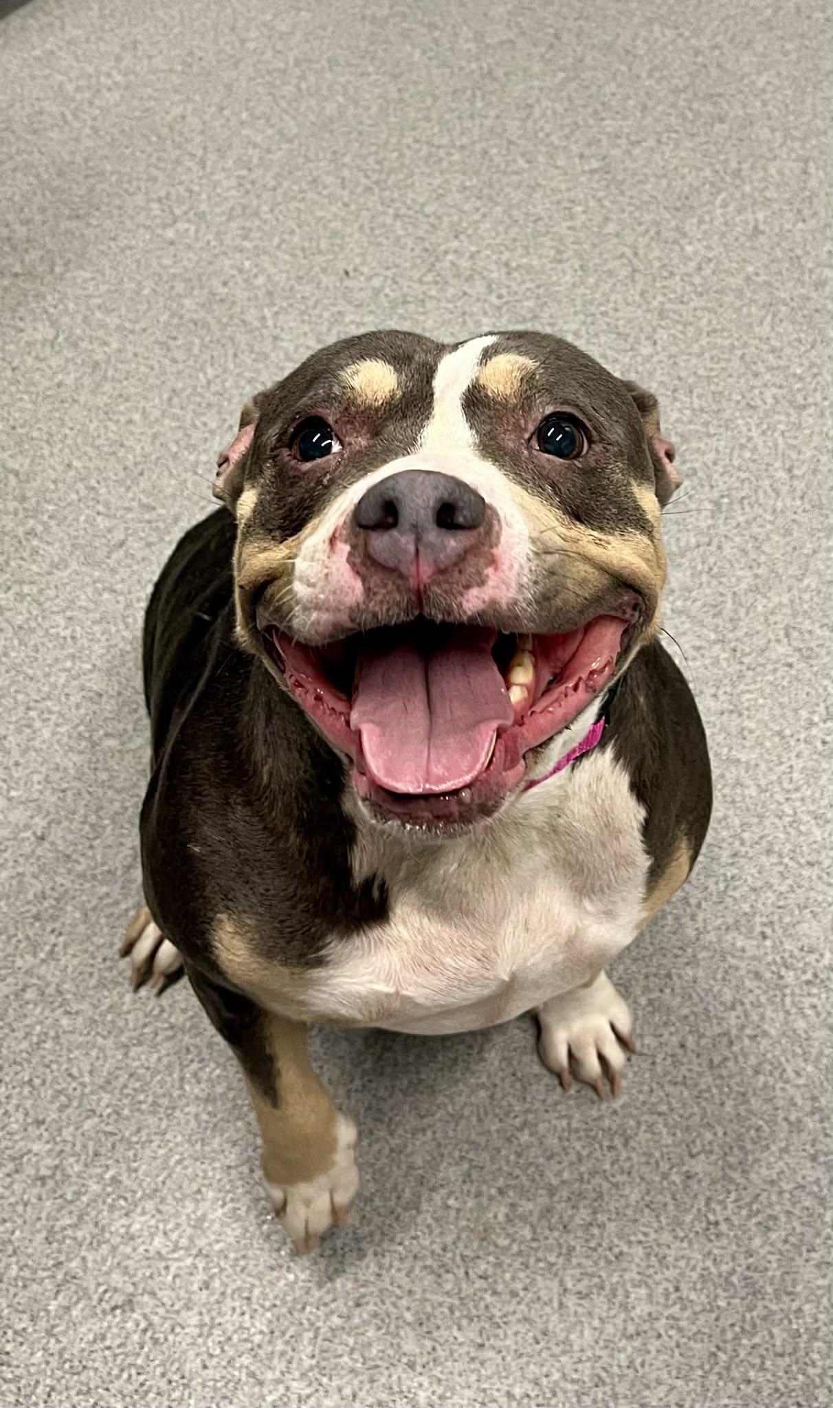 Enlarge Violet , a Adoptable Mixed Breed in Moundsville, WV image 1/1